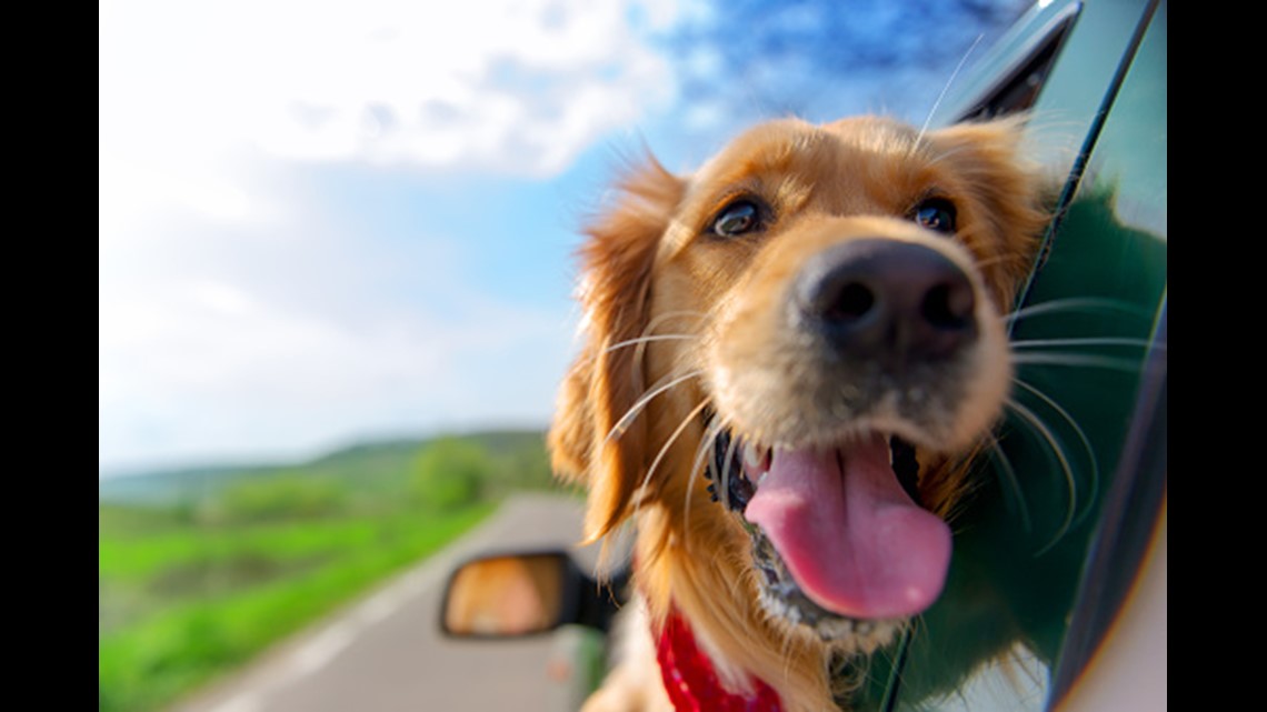 Keep Your Pet Safe And Comfortable On The Road With This Travel