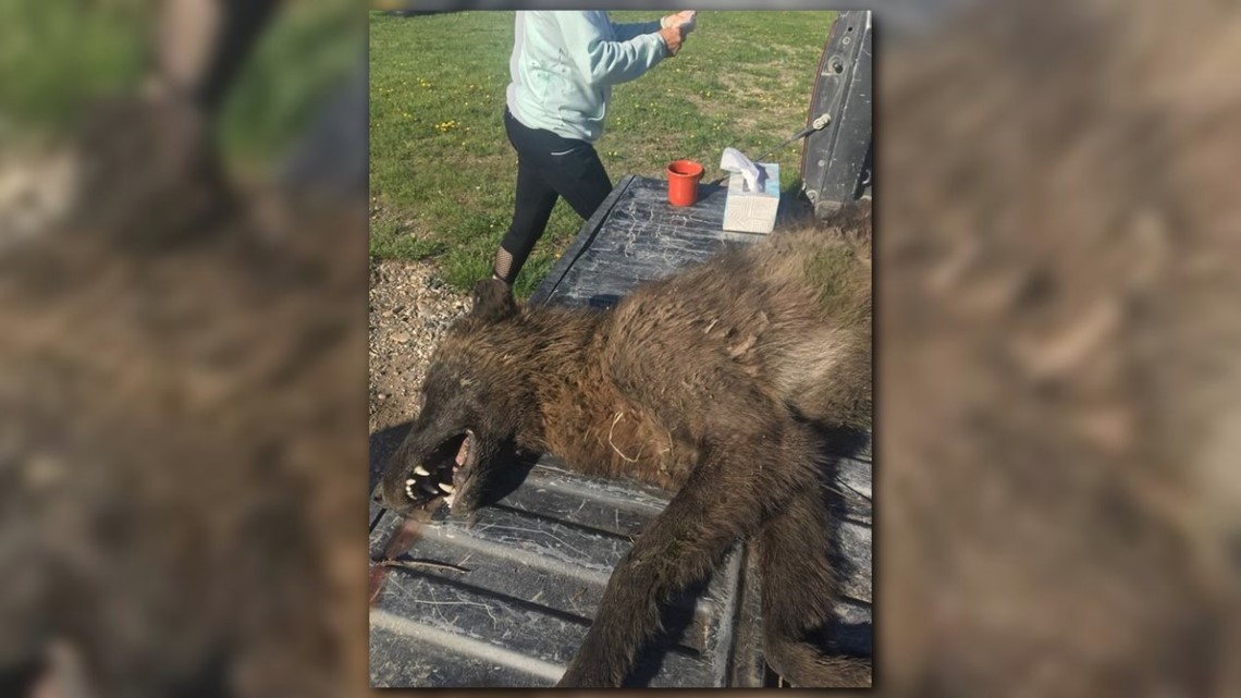 Oakland Gas Prices >> Is it a wolf? A hybrid? Mysterious furry creature shot in Montana | abc10.com Oakland Gas Prices >> Is it a wolf? A hybrid? Mysterious furry creature shot in Montana | abc10.com
