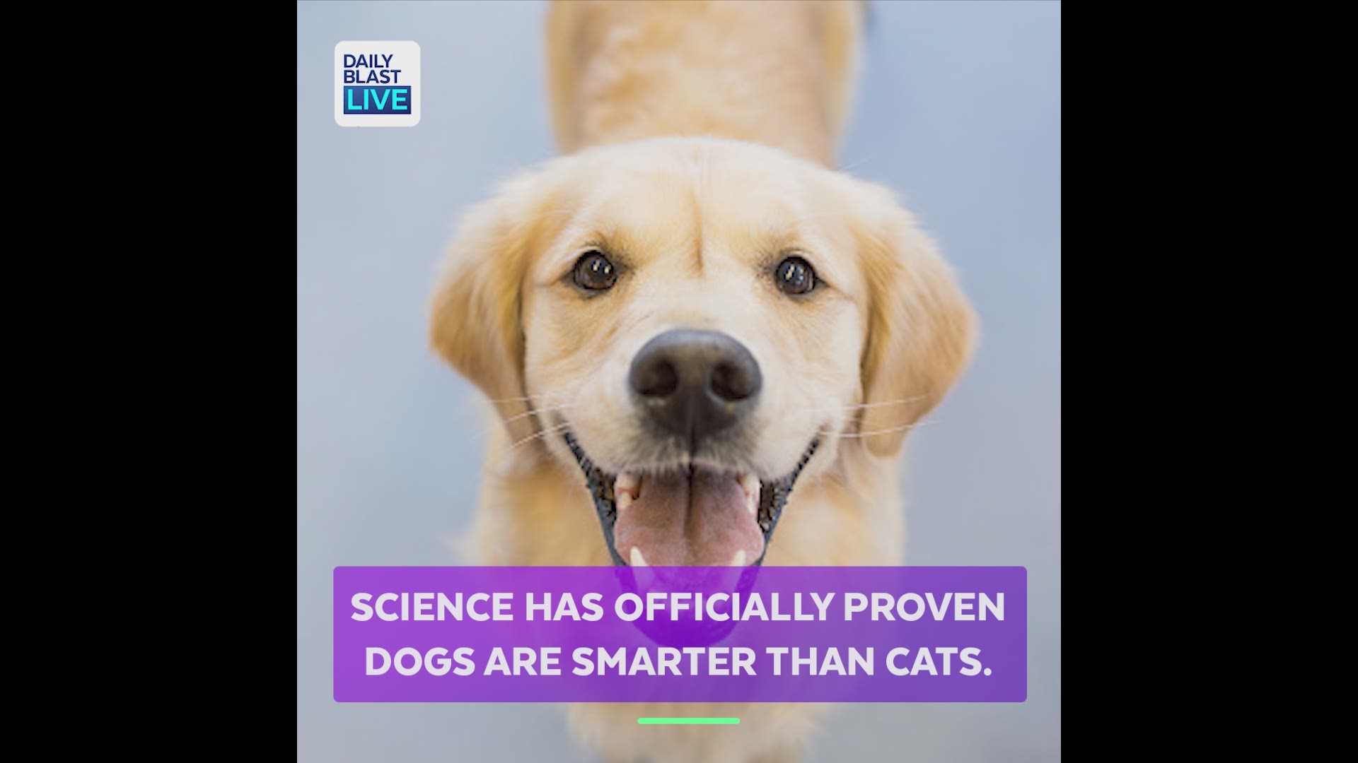 who is smarter cats or dogs