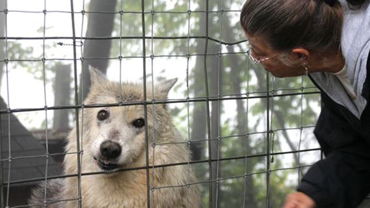 Is It A Wolf? A Hybrid? Mysterious Furry Creature Shot In Montana ...