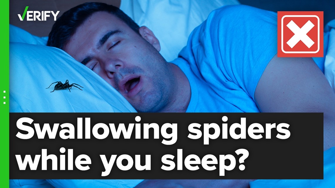 No, people don’t regularly swallow spiders while sleeping | abc10.com