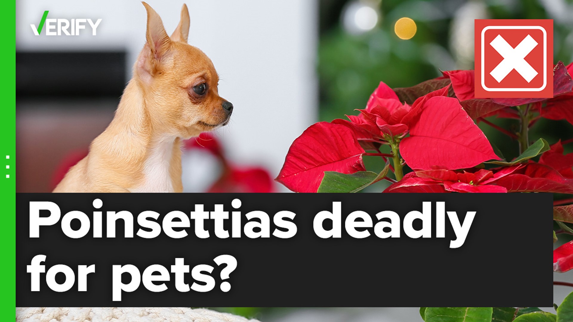 Contrary to popular belief, poinsettias are not deadly to cats and dogs. But they still might get sick if they eat the plant.