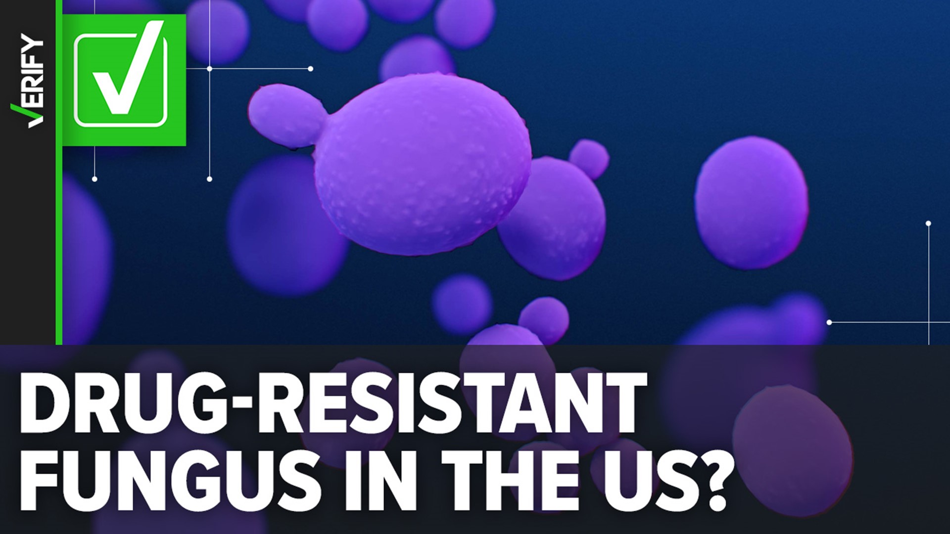 Candida auris is generally not a threat to healthy people, but it poses a danger to people with weakened immune systems. It was first reported in the U.S. in 2016.