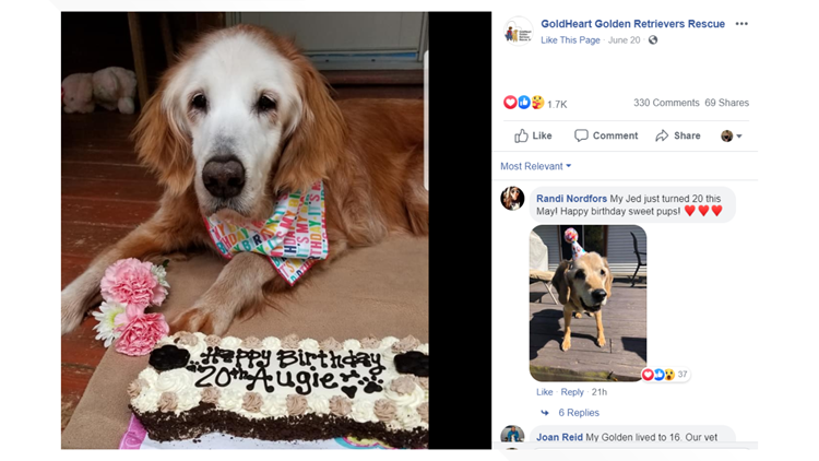 West Tn Dog Turns 20 Becomes Oldest Golden Retriever In History Abc10 Com