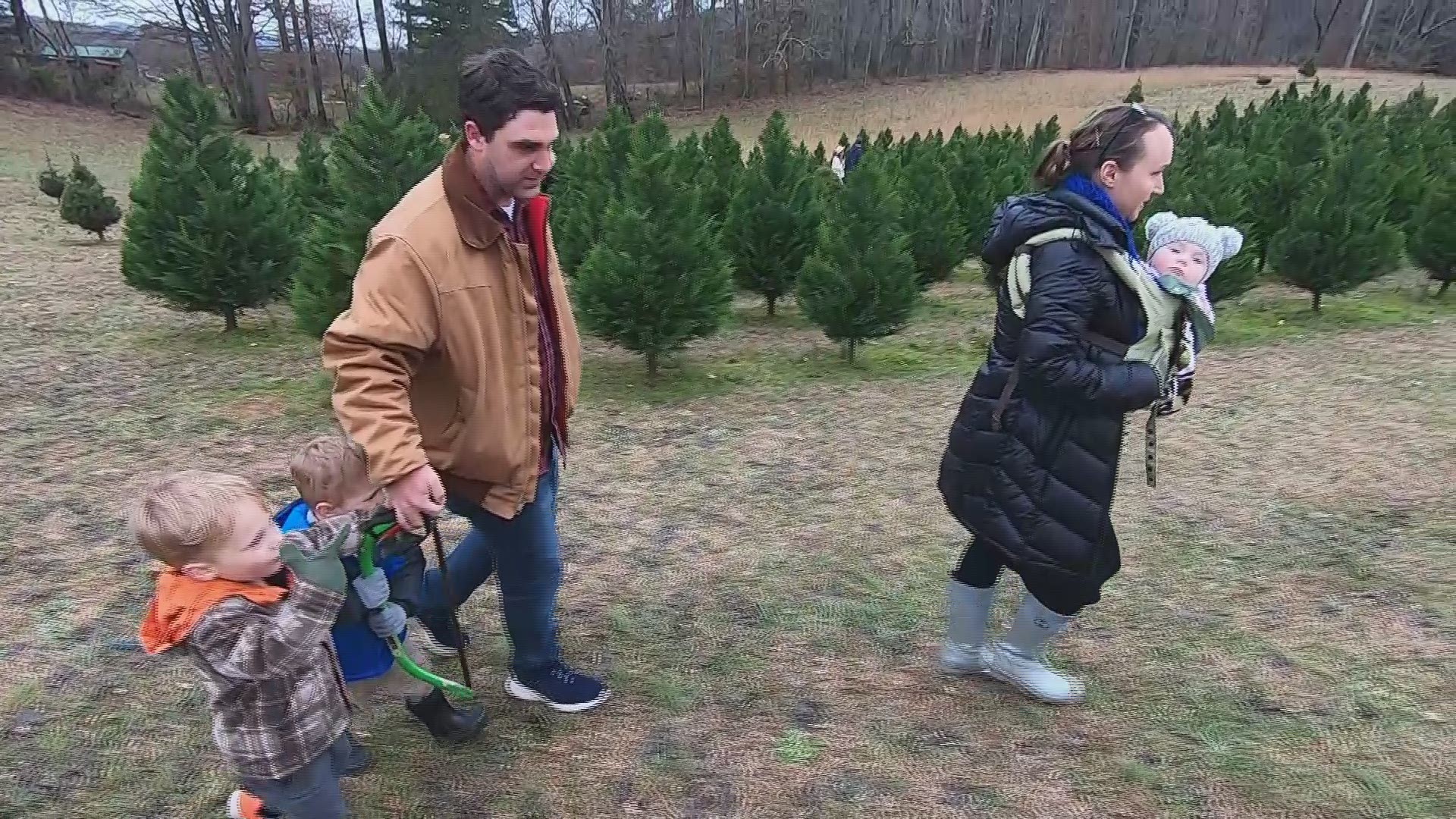 REPORTER GRACE KING TAKES US TO ONE TREE FARM IN ANDERSON COUNTY WHERE MOST TREES HAVE ALREADY BEEN CUT DOWN.