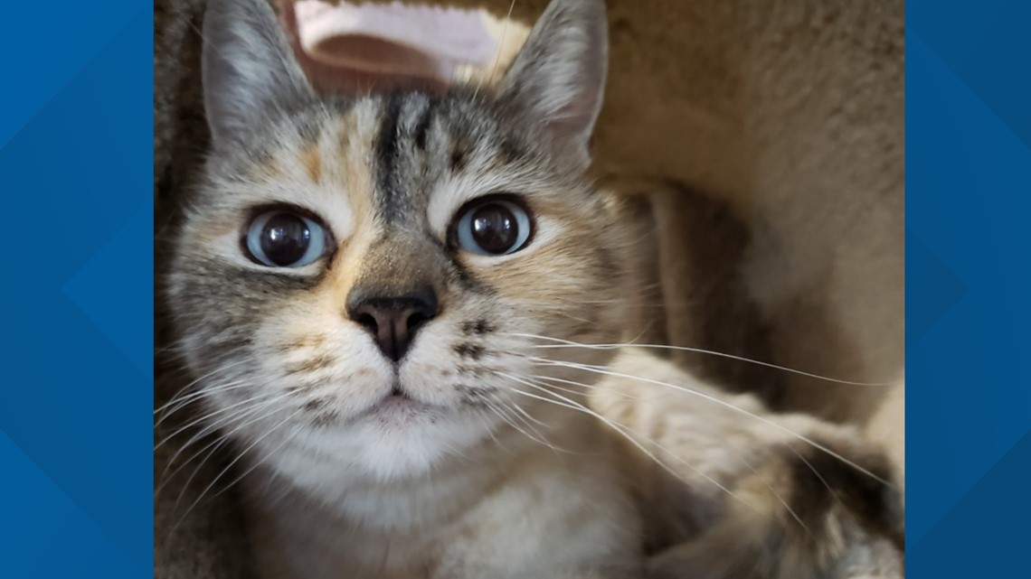 Cat missing for eight years to be reunited with Knoxville family - Vimarsana News