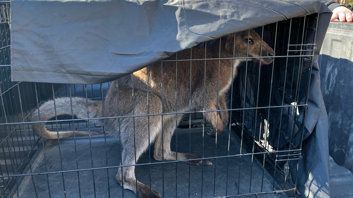 Loose pet wallaby captured after hopping across LMU's campus - Vimarsana News
