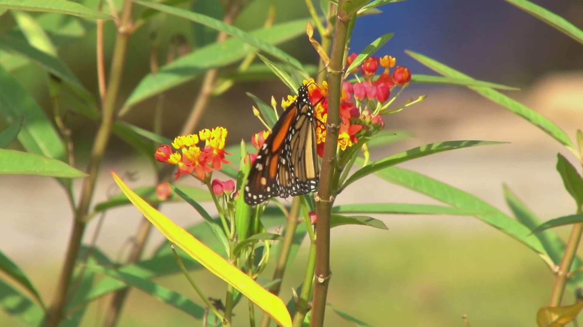 The Great Smoky Mountains Institute at Tremont tracks monarch butterflies with tags as they migrate from North America to Mexico. 