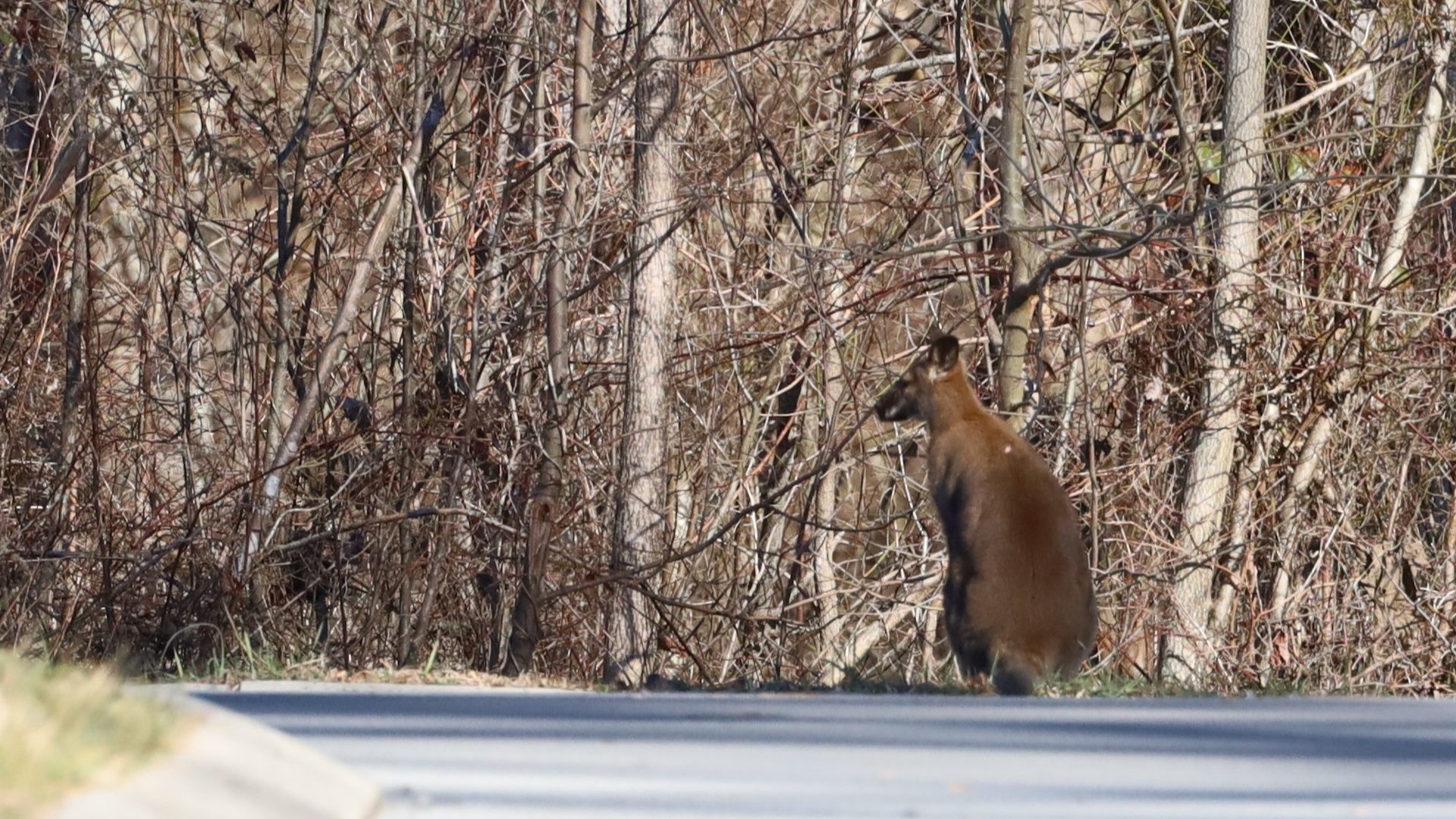 Pet wallaby was last seen running across the Lincoln Memorial University campus Wednesday morning.