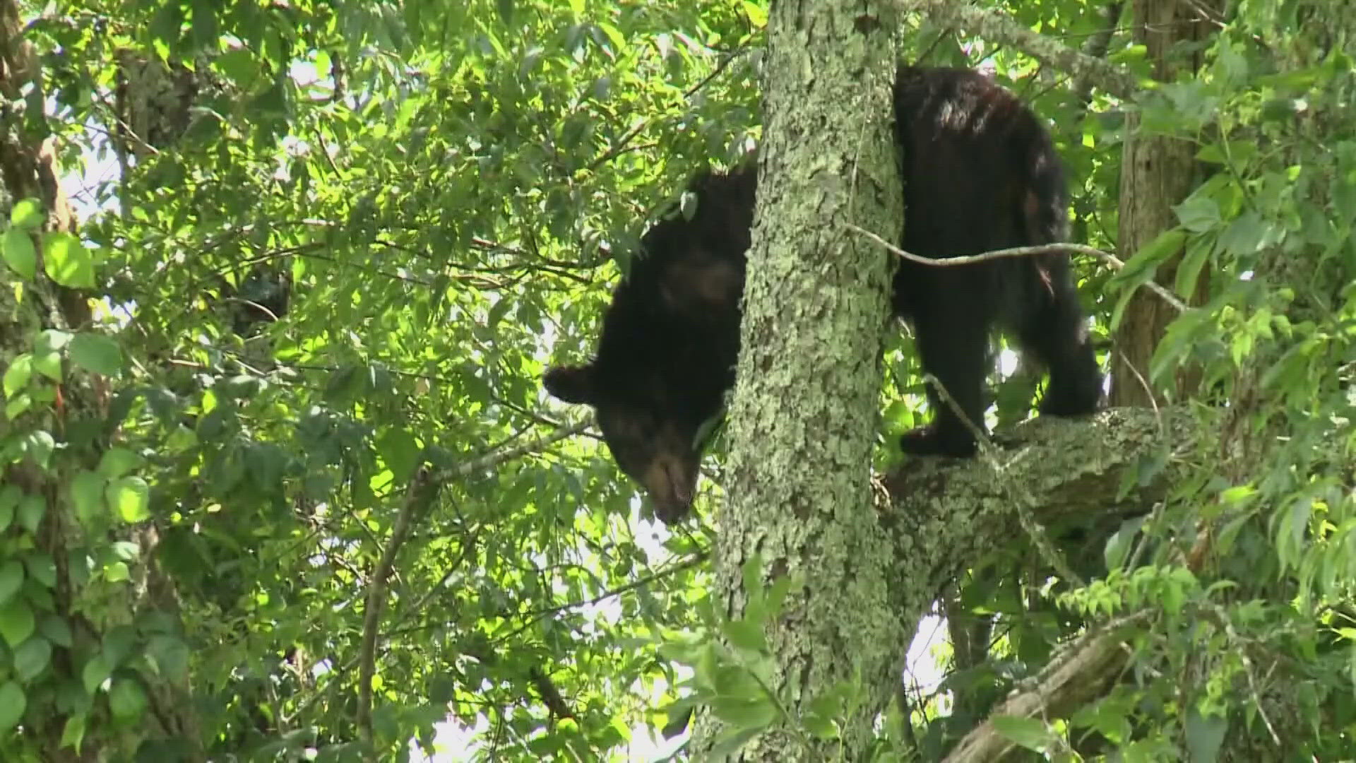 Sevierville'S Latest News: Bear Attack Ends Surprisingly (Twra) - 9rzkntd