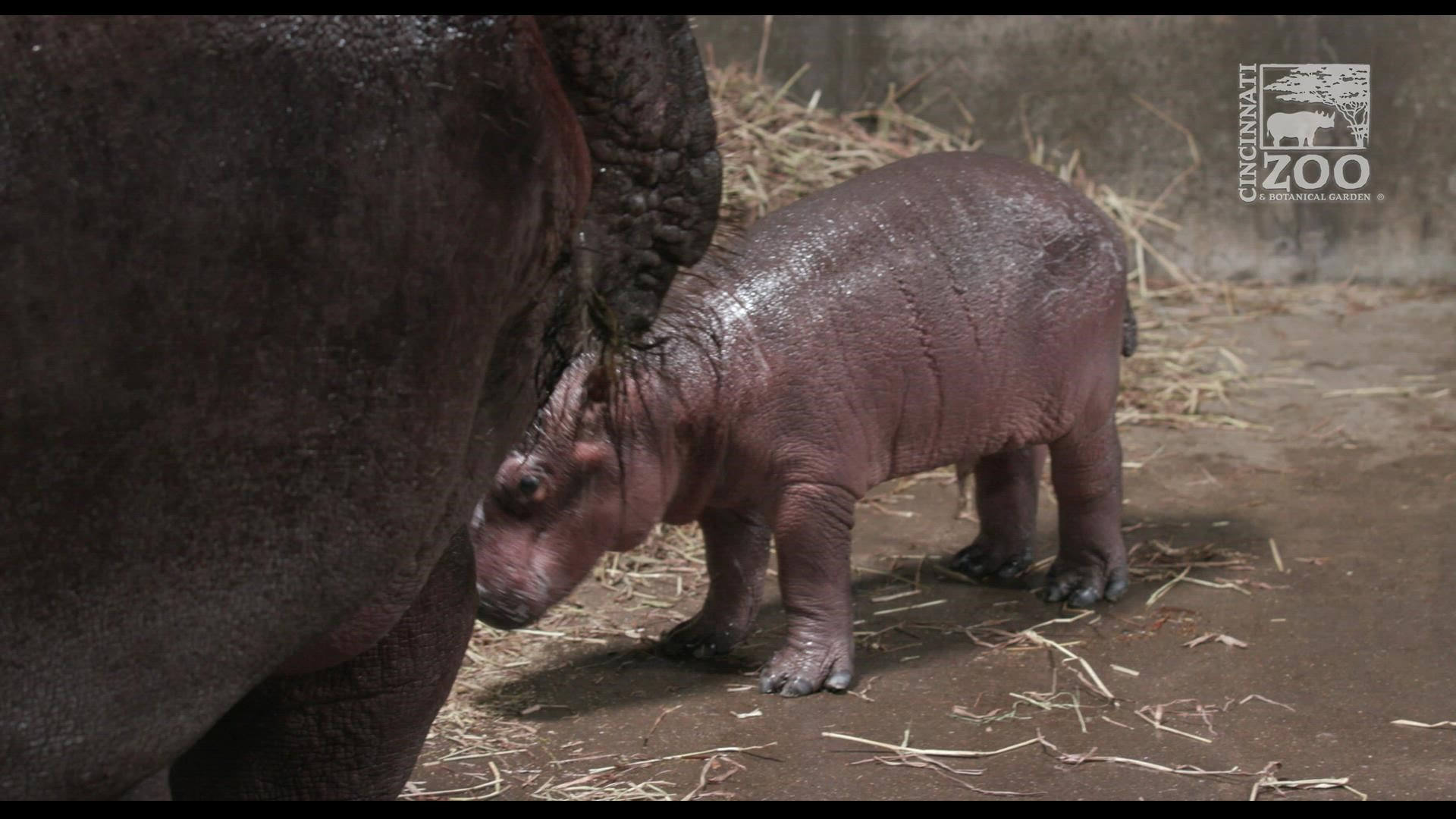 Keepers at the Cincinnati Zoo & Botanical Garden revealed Monday that the new hippopotamus calf born last week is a boy.