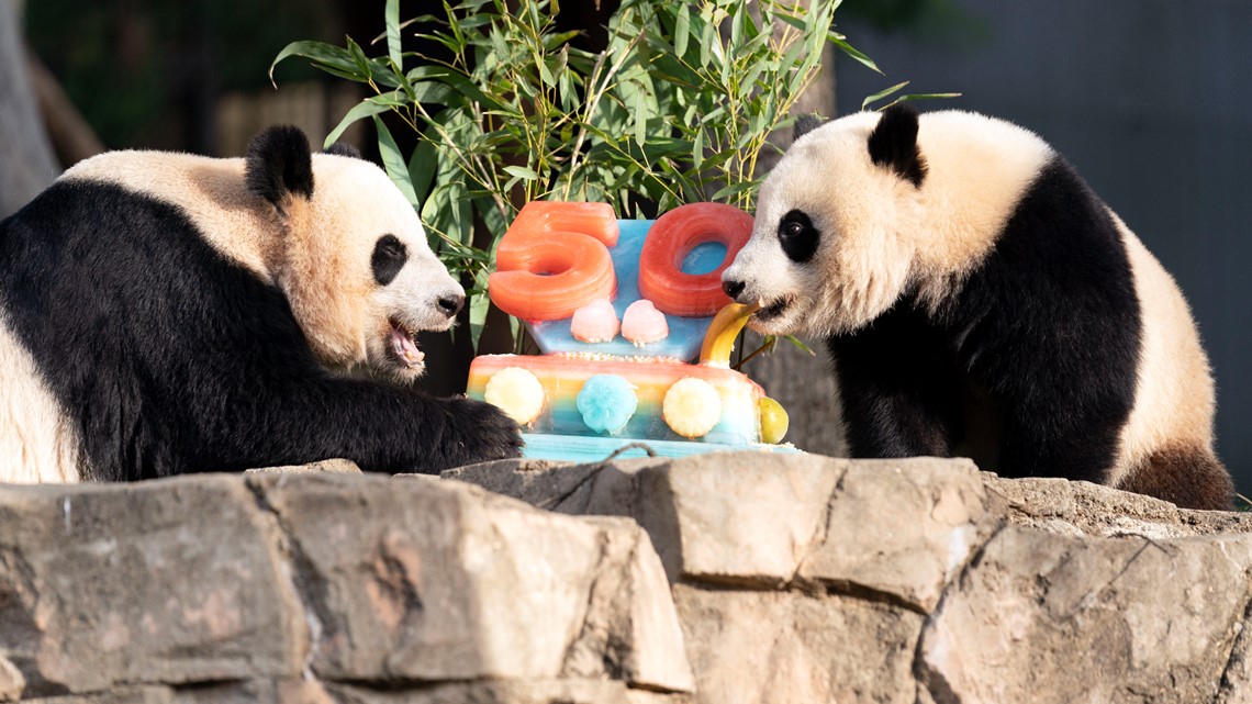 National Zoo's iconic panda celebrate 50th anniversary - Vimarsana News