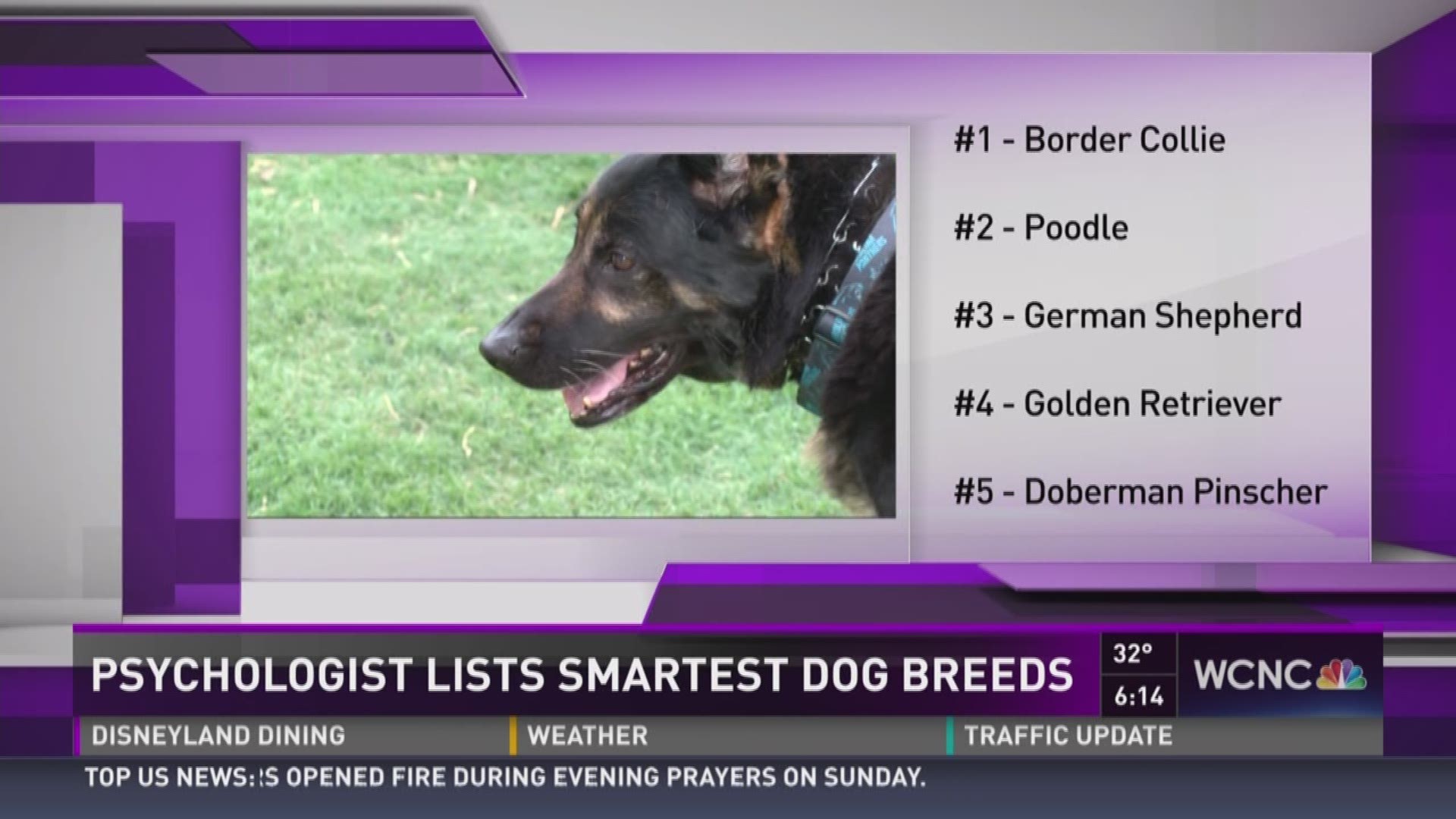 what are the top 10 most intelligent dog breeds