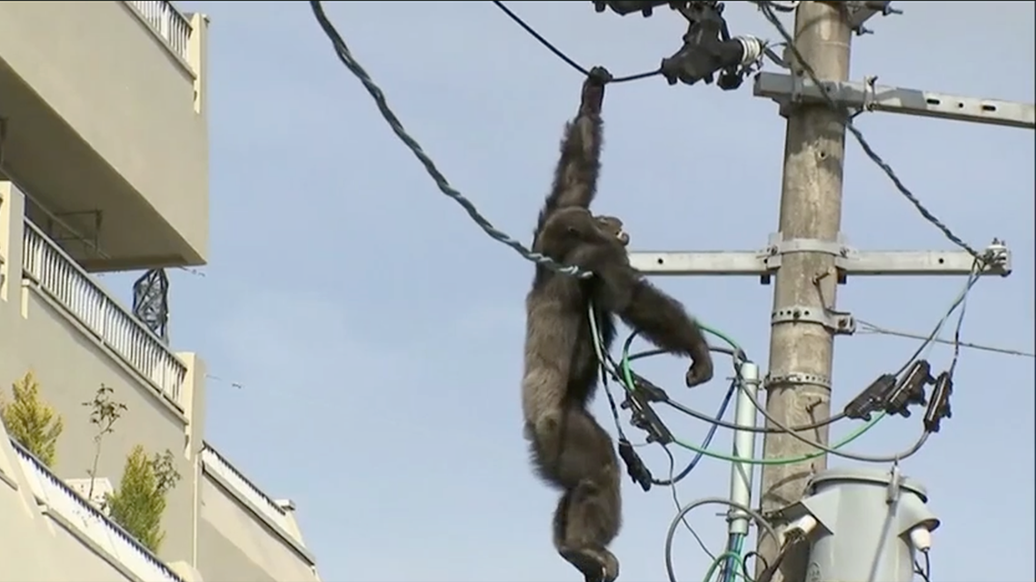 Chimp flees Japan zoo caught after falling from power pole