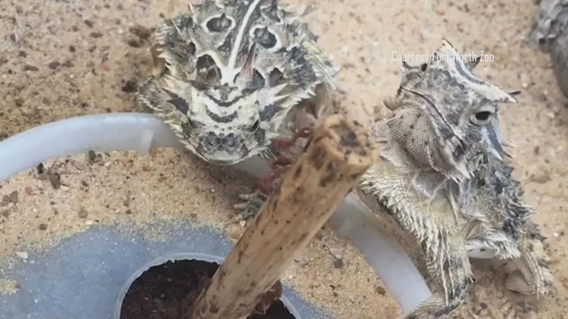 But don’t expect the TCU “horned lizards” to sleep through the National Championship: They were born with a natural ability to defeat (bull)dogs.