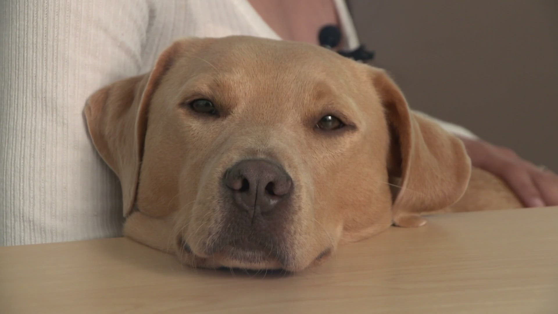 Have you ever wondered what your dog's barks mean? A new team of researchers at UT Arlington thinks they just might be able to tell you.