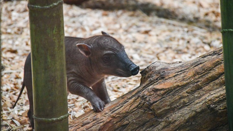 'Zooming around since day one'; Louisville Zoo welcomes new Barbirusa piglet