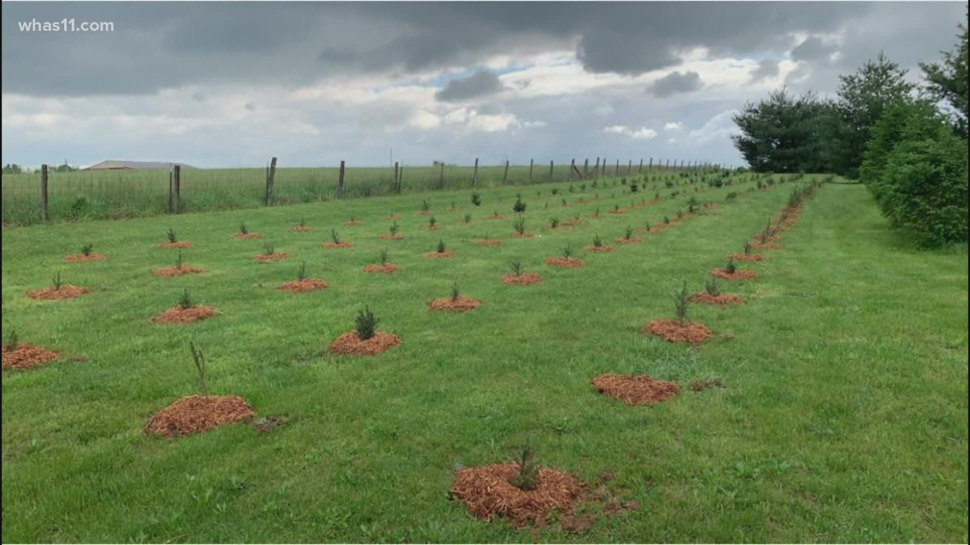 The supply of real Christmas trees will be impacted by the extreme weather conditions--fires, drought, heat-- that hammered growers this season.