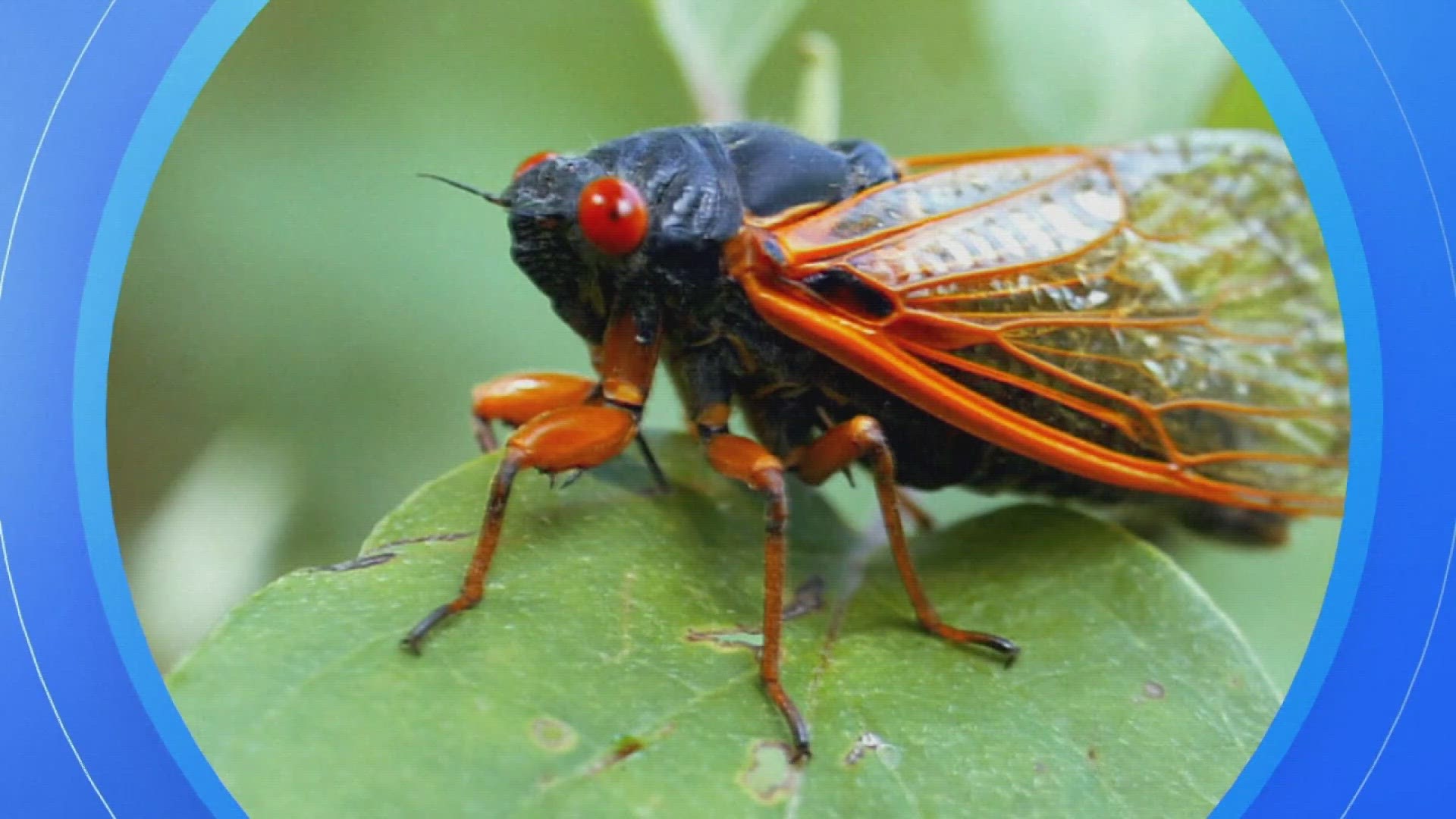 Scientists say in a few weeks, the brood of cicadas that emerges every 13 years and the brood that emerges every 17 years are about to pop out of the ground at once.