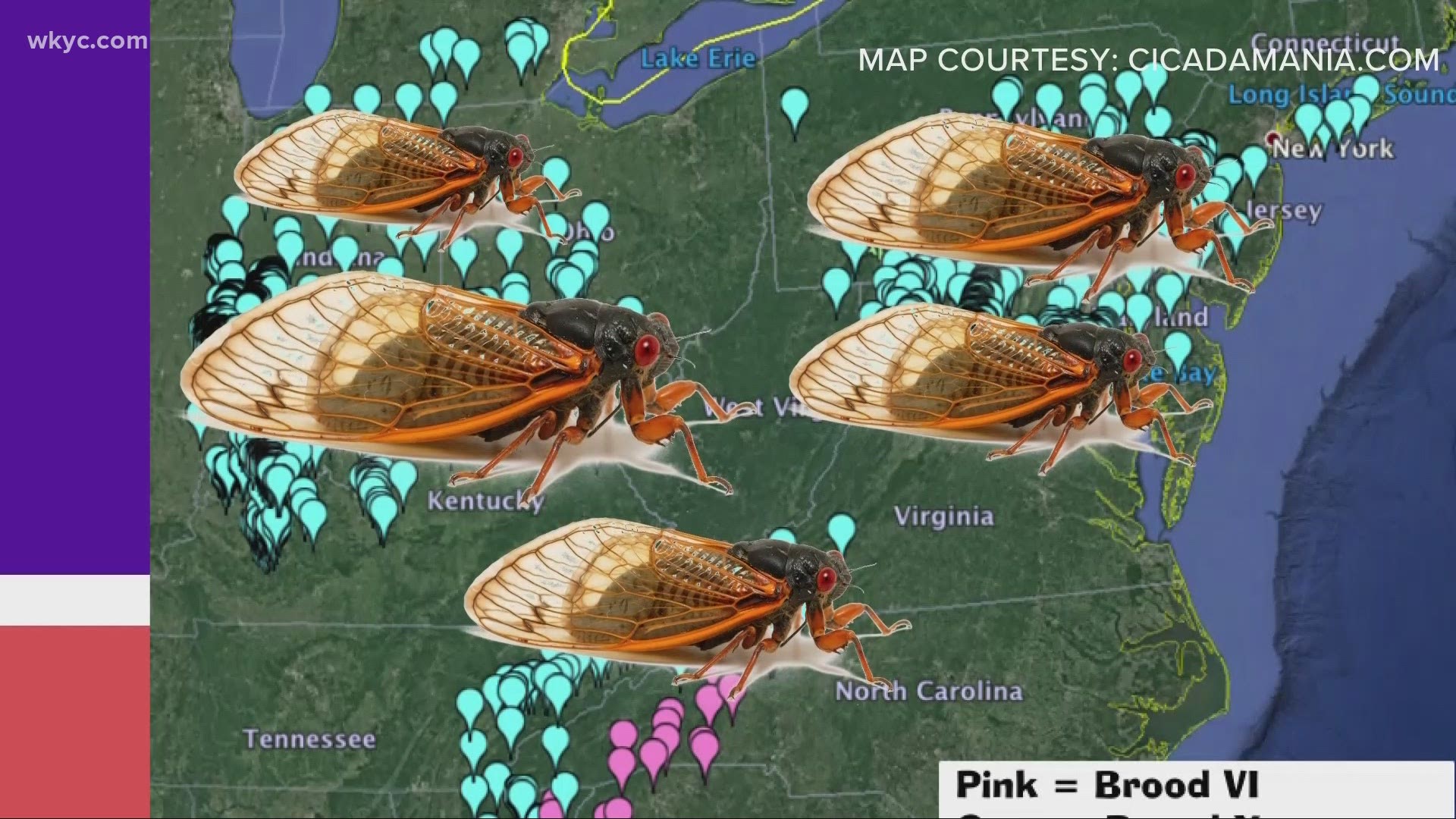 How Many Cicadas Are Expected In 2024 Elise Blinnie