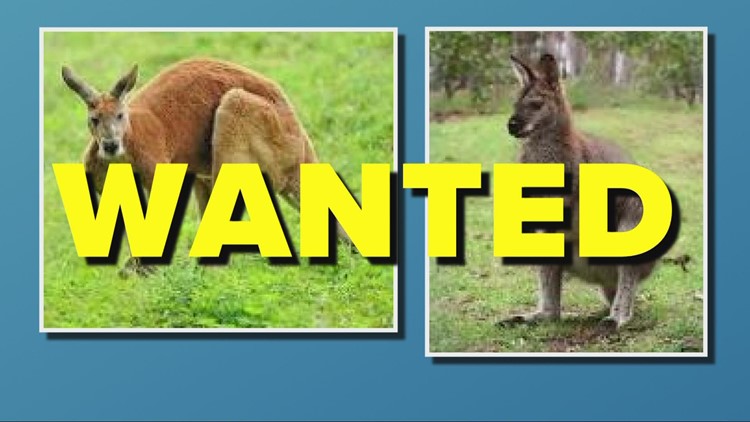 Roo on the Run: Wandering wallaby remains elusive in Ohio