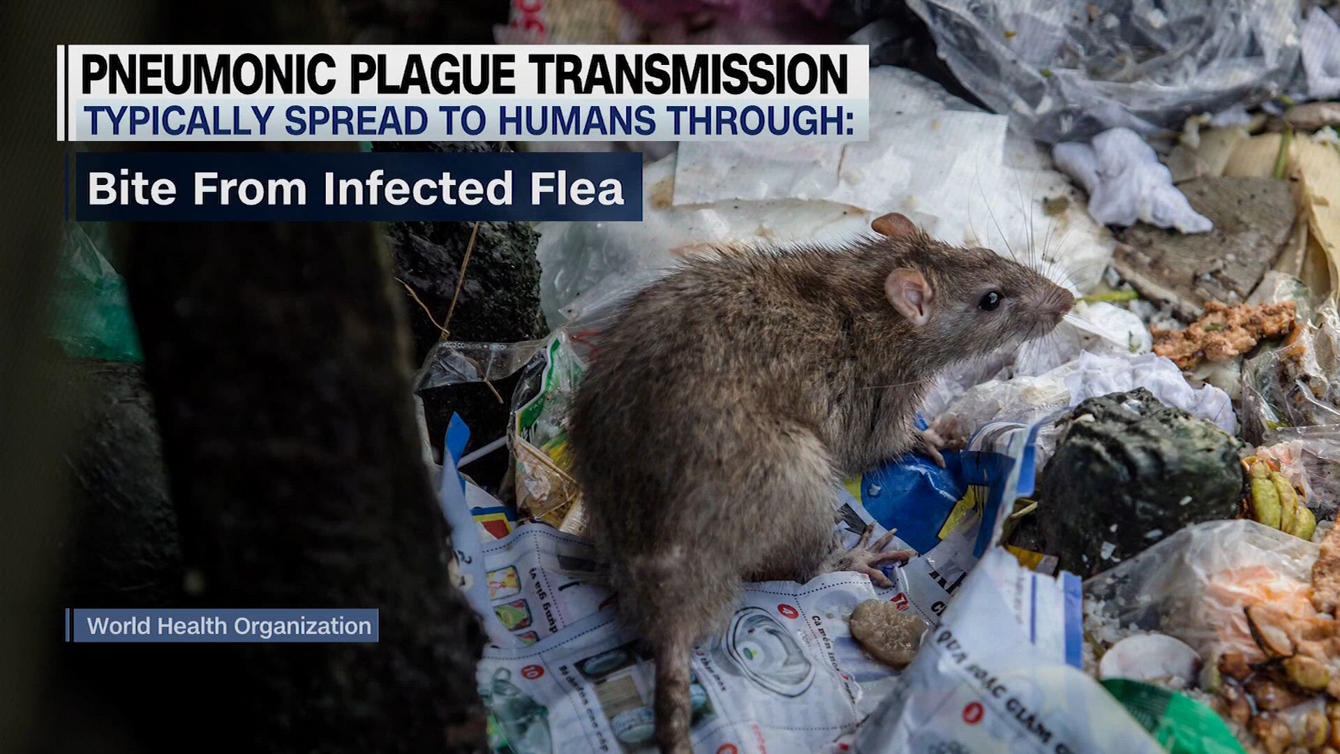 Double Set Up Daily Dose: Pneumonic plague questions, dementia cases set to double ...