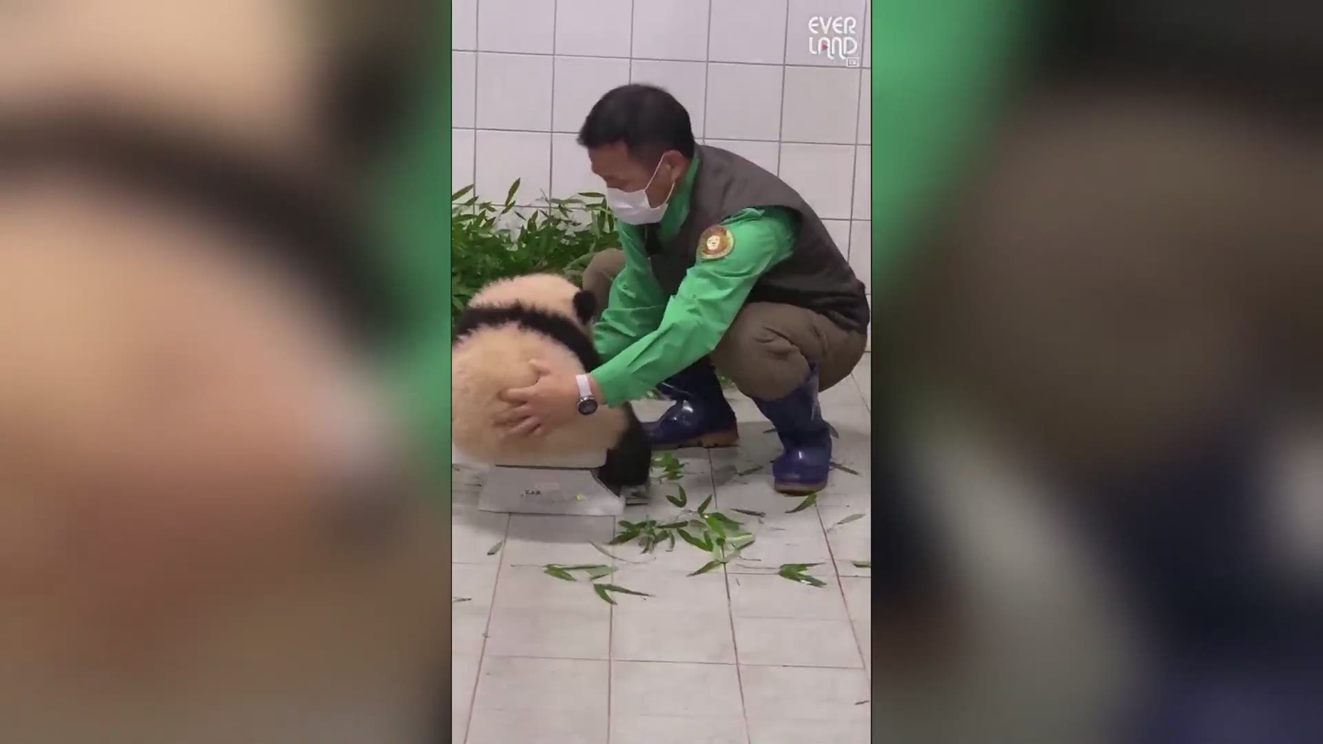 More than four million people have watched a video of a baby giant panda, clinging to a zookeeper’s leg in South Korea.