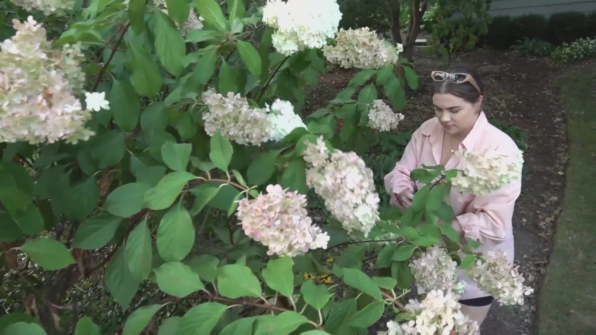 When Grace Bader began planning her wedding, she knew the hydrangeas she’s long admired in her hometown of Lakewood needed to play a role.