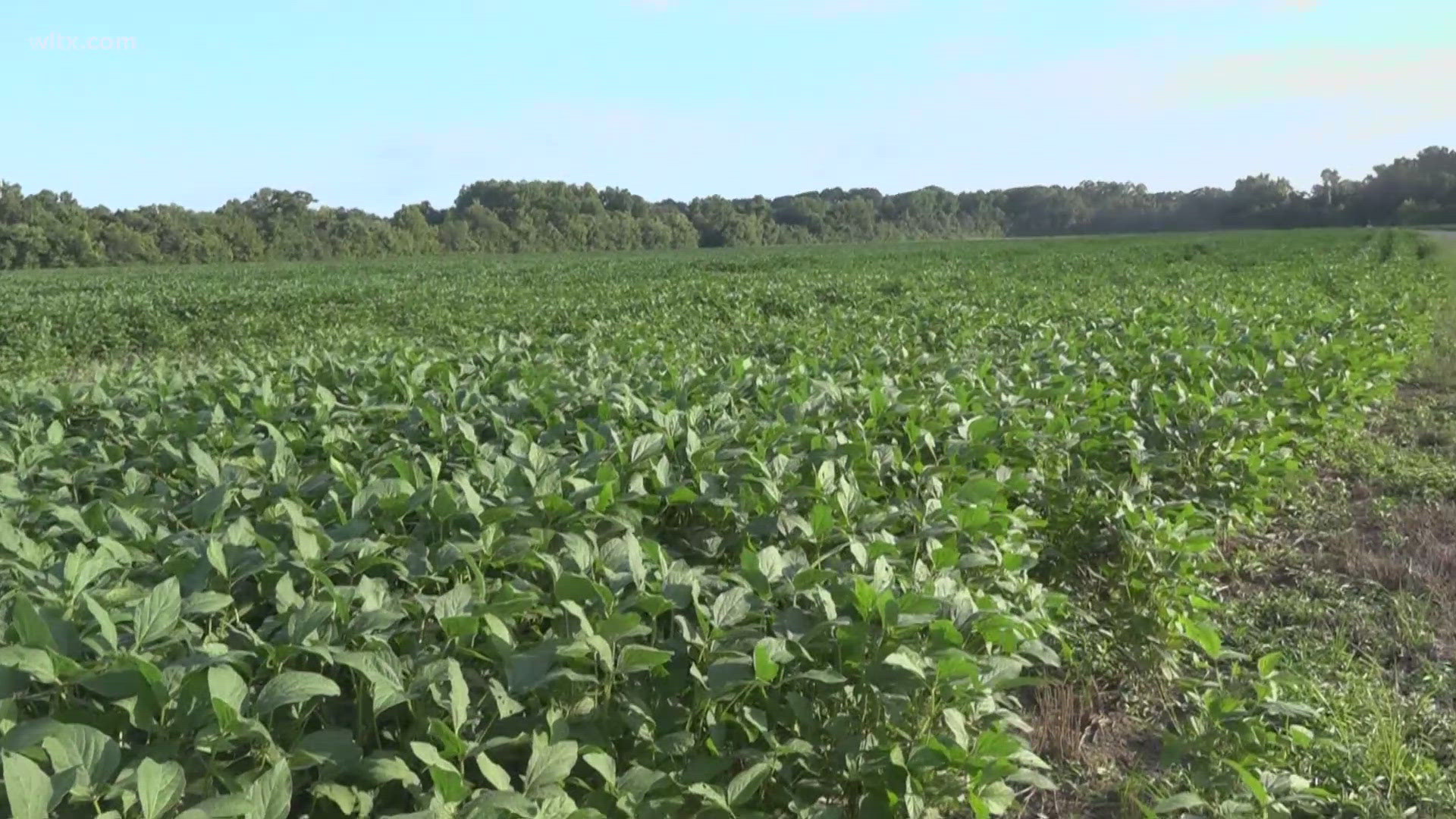 The project starts next month that will help South Carolina farmers grow soybeans that are more resistant.