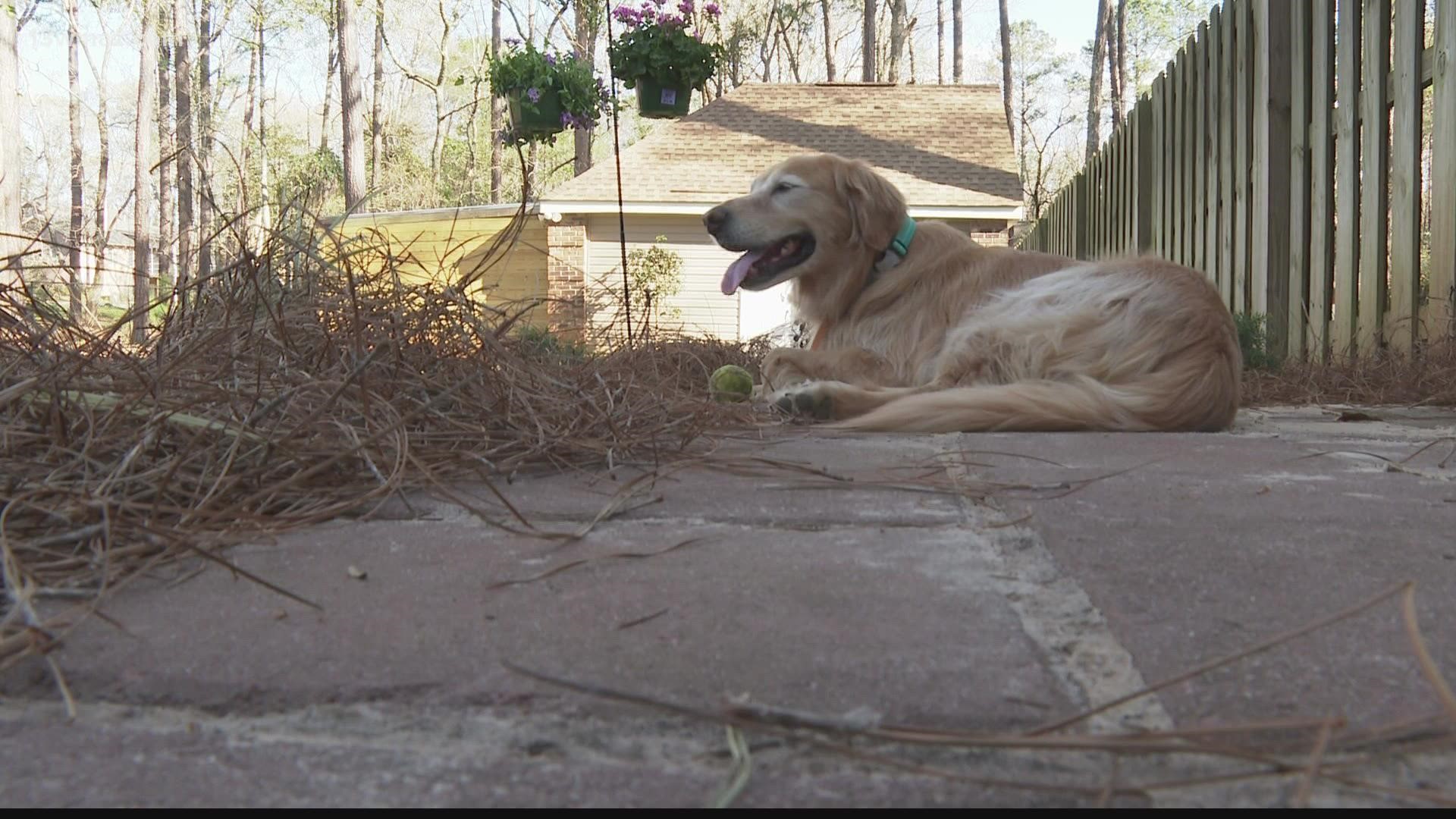 Max's owners say when he went missing, he'd just gotten groomed and didn't have his collar on. It was the beginning of a search that stretched more than half a year