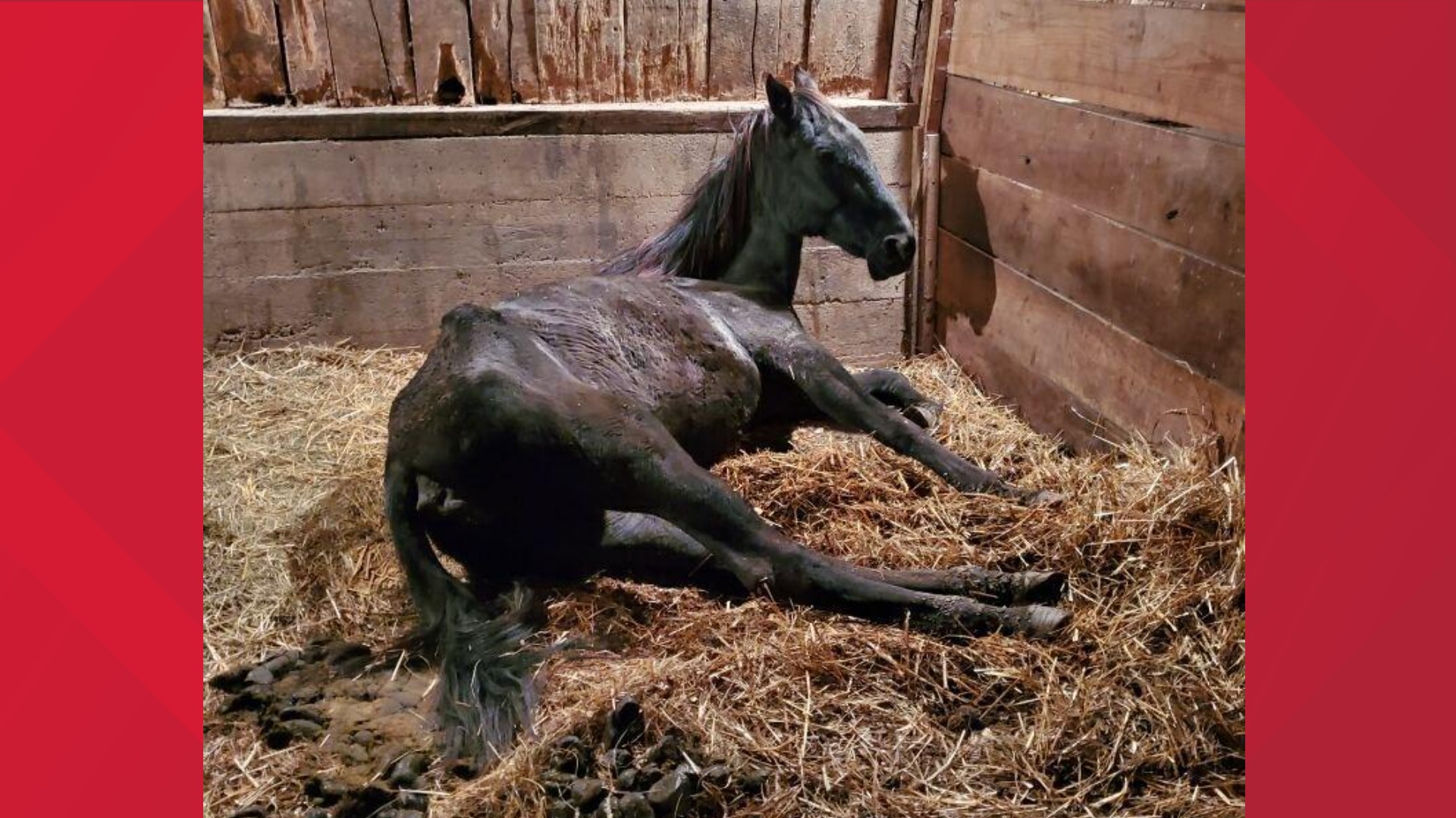 Woman charged after horses found to be severely emaciated | abc10.com