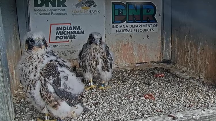 Peregrine falcon chick rescued after fall from Fort Wayne nest
