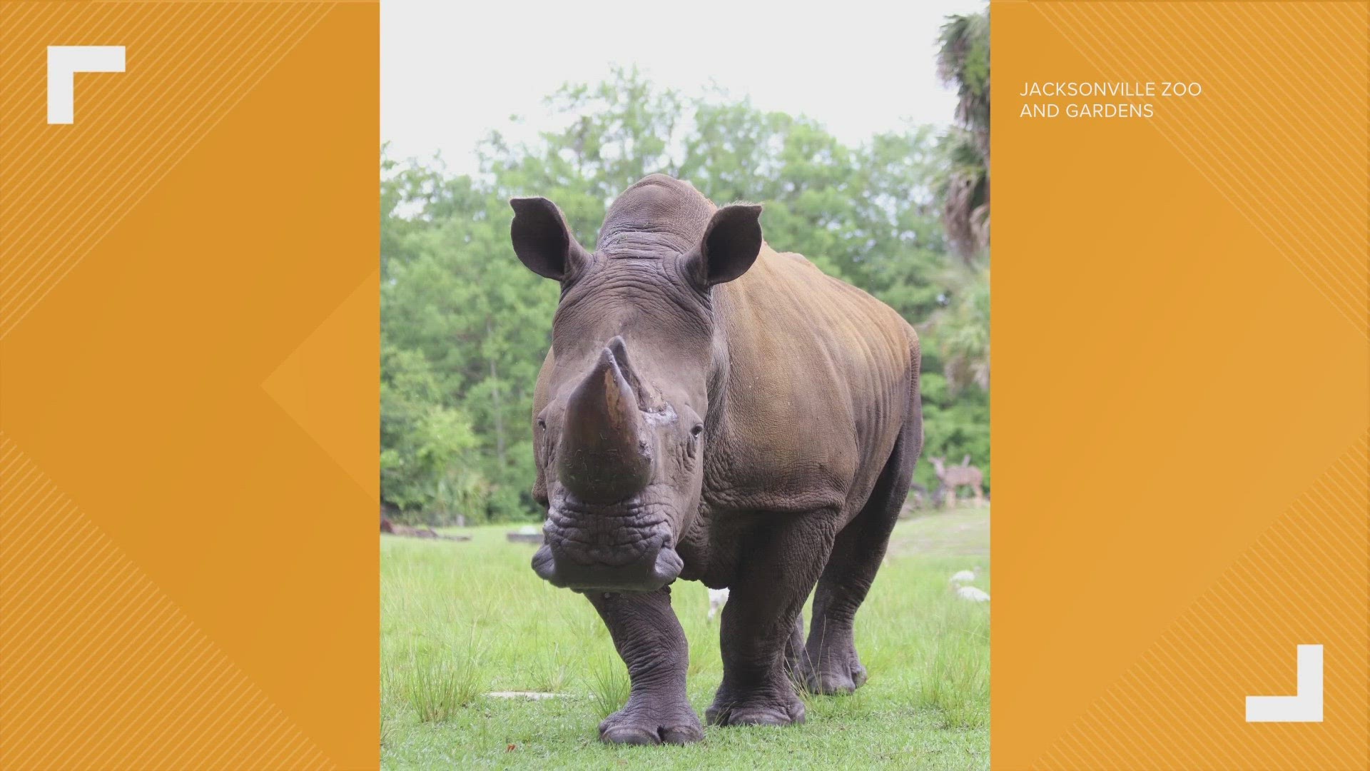 Archie is the oldest male southern white rhino in human care in the world and is celebrating his 54th birthday. He was brought to Jacksonville in 1975.