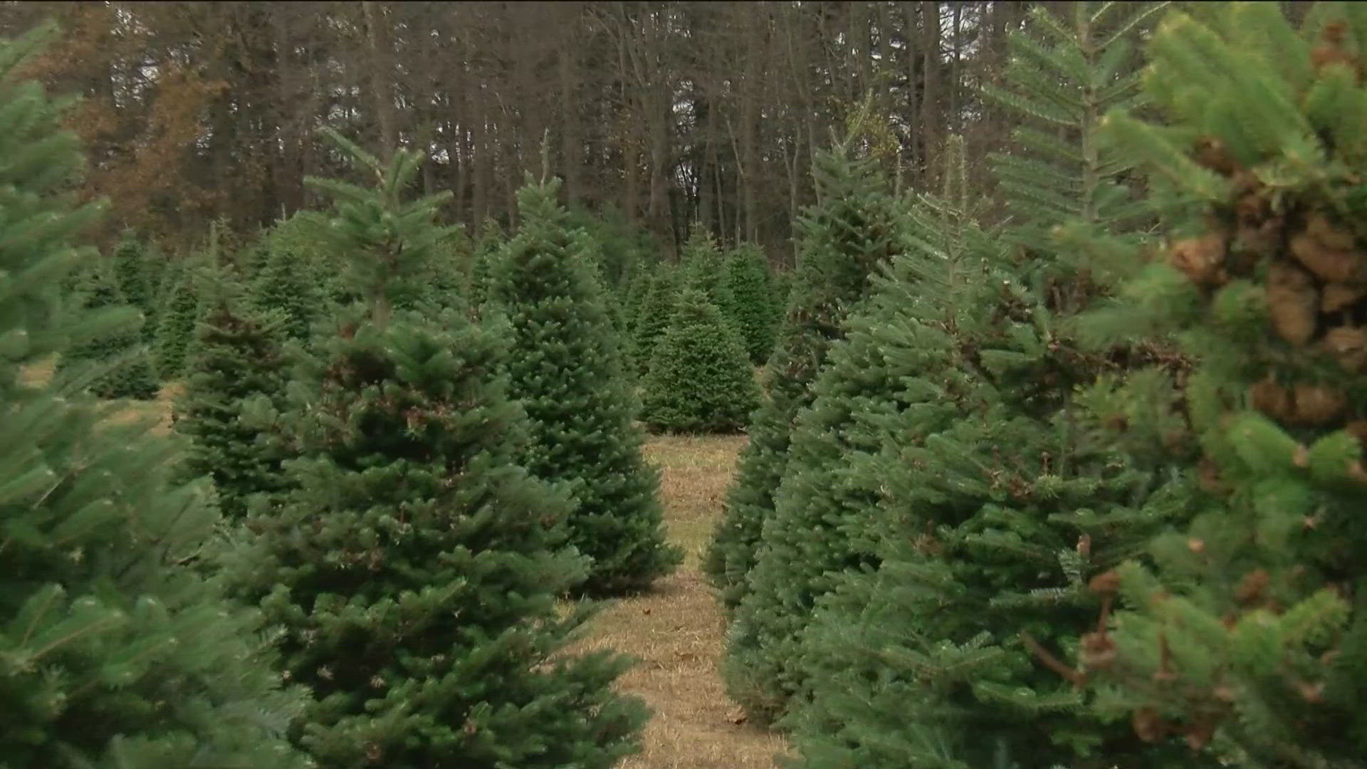 With inflation's impact being widespread, how much can you expect to spend on this year's Christmas tree?