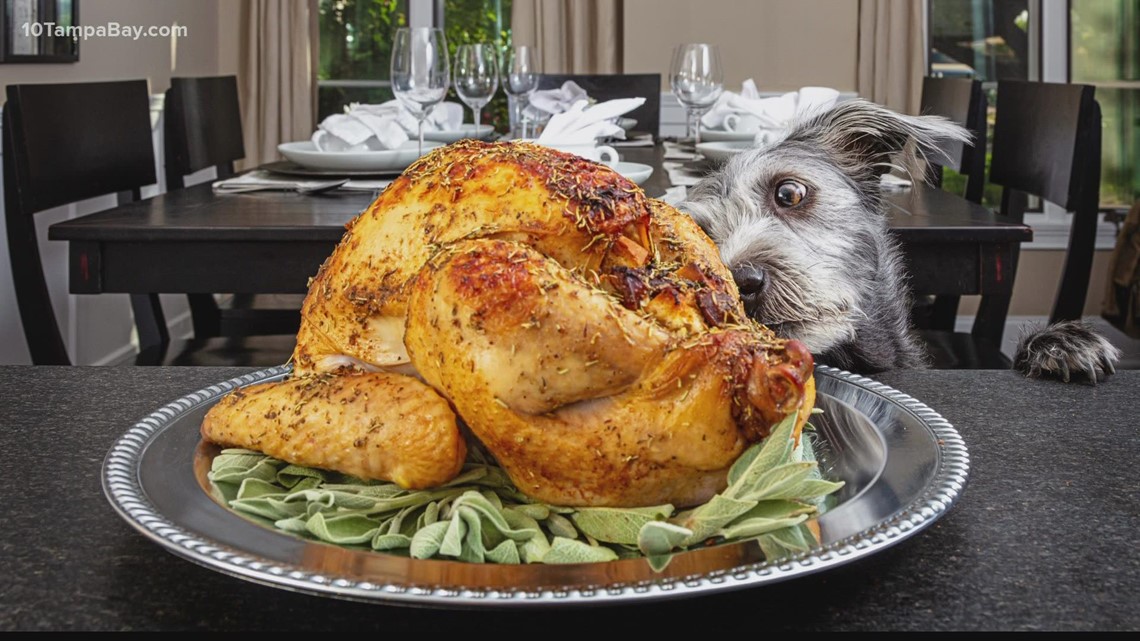 VERIFY: Consejos para el manejo seguro de alimentos para sus mascotas en Acción De Gracias
