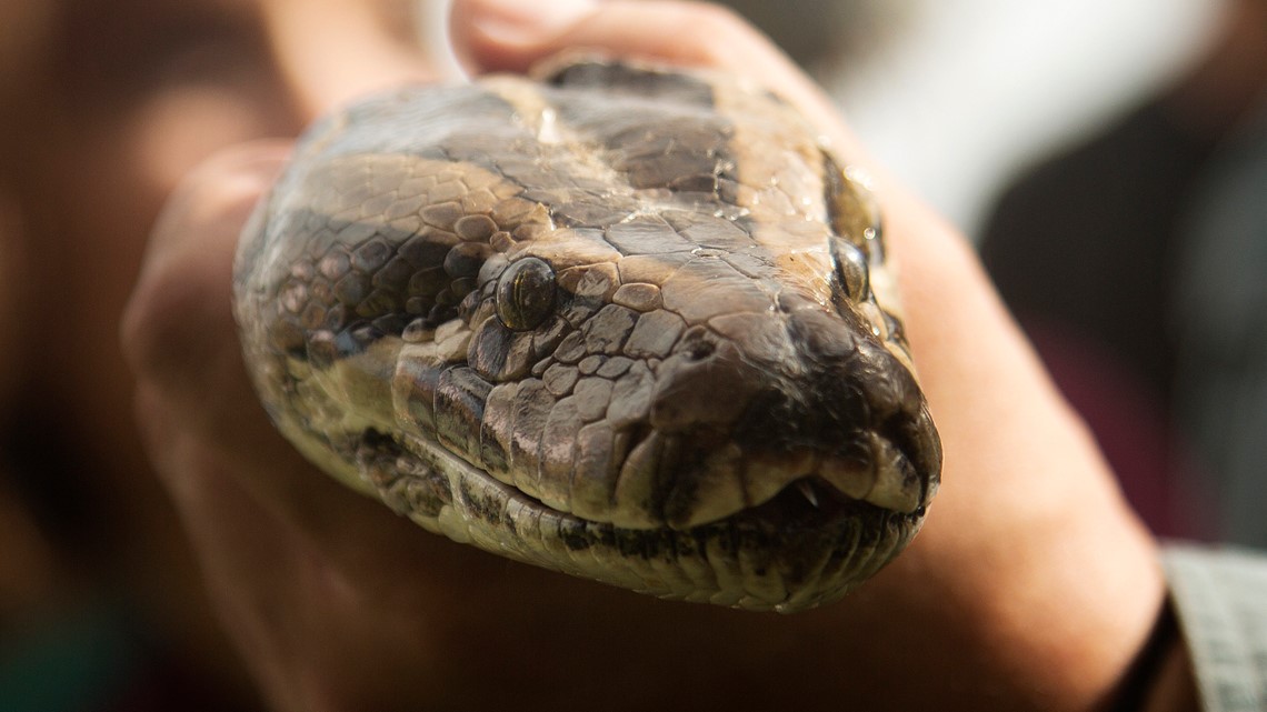 Florida to consider ban on pet pythons, other reptiles