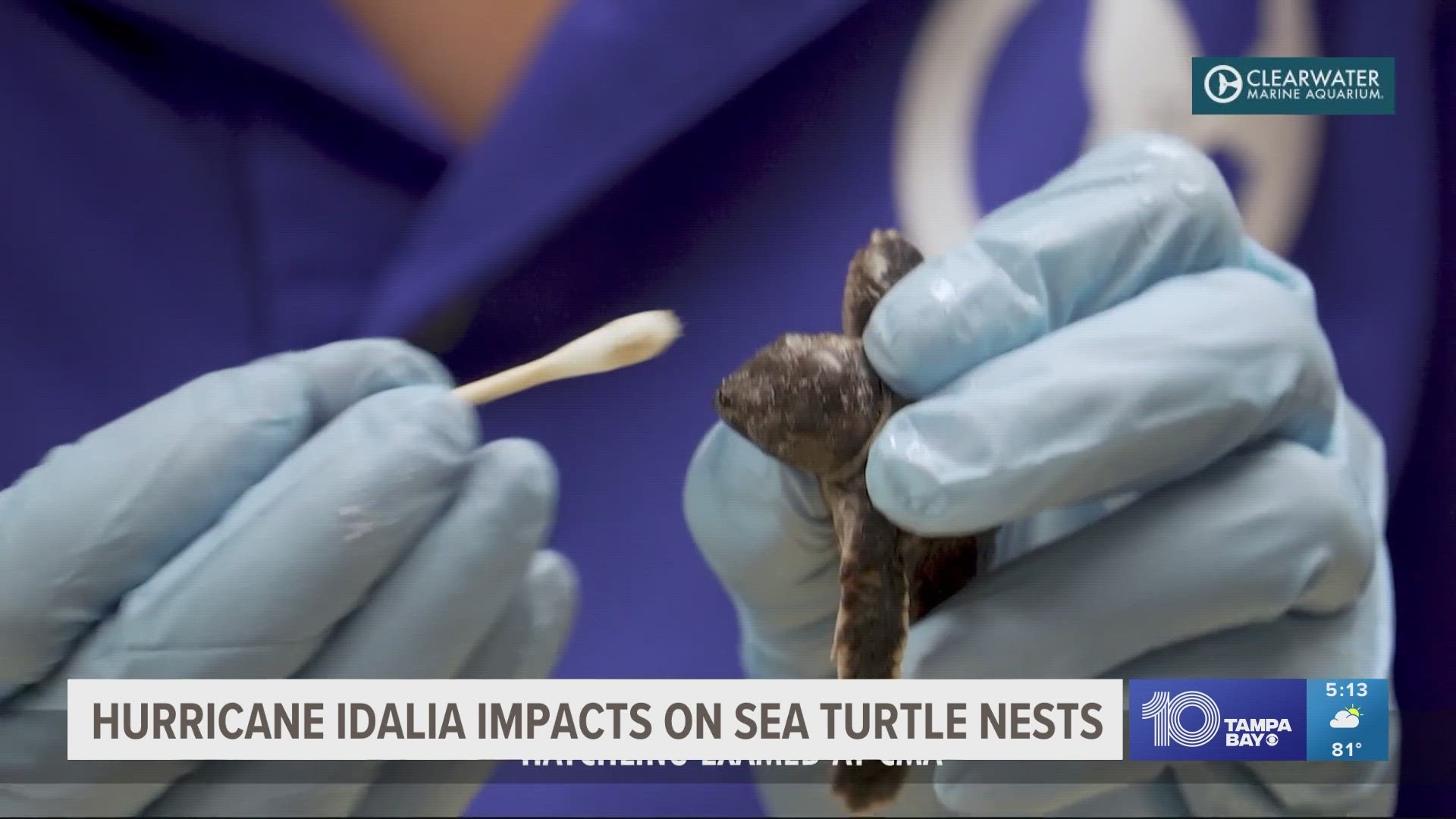 Idalia wiped out 80% of unhatched sea turtle nests in Pinellas | abc10.com