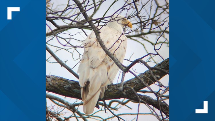 VIDEO: Rare white bald eagle spotted in Oklahoma