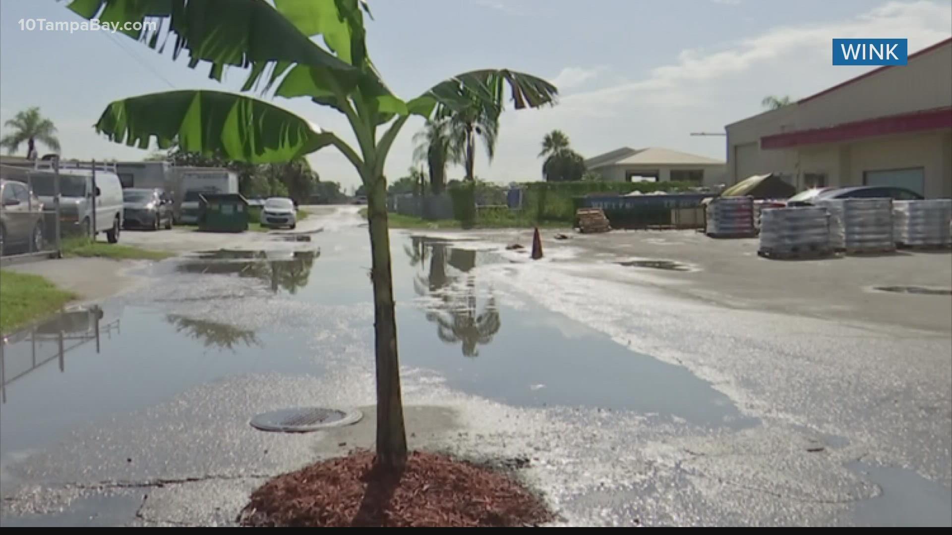 The man who planted the tree said he grew tired of filling the potholes with cement.