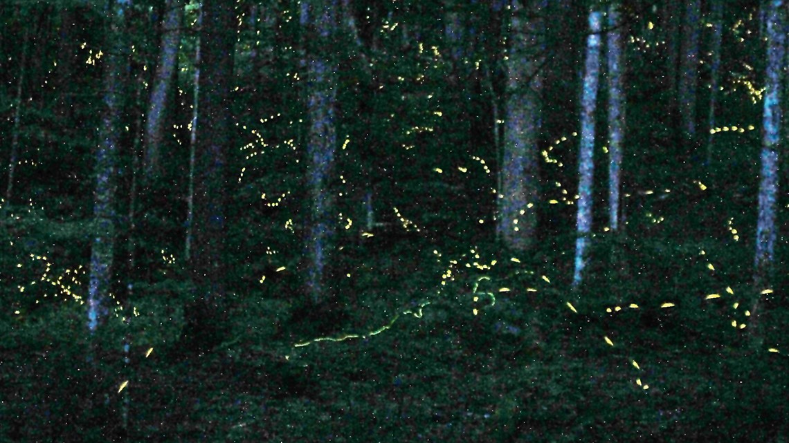 Fireflies will help aid robot communication, researchers say - Vimarsana News