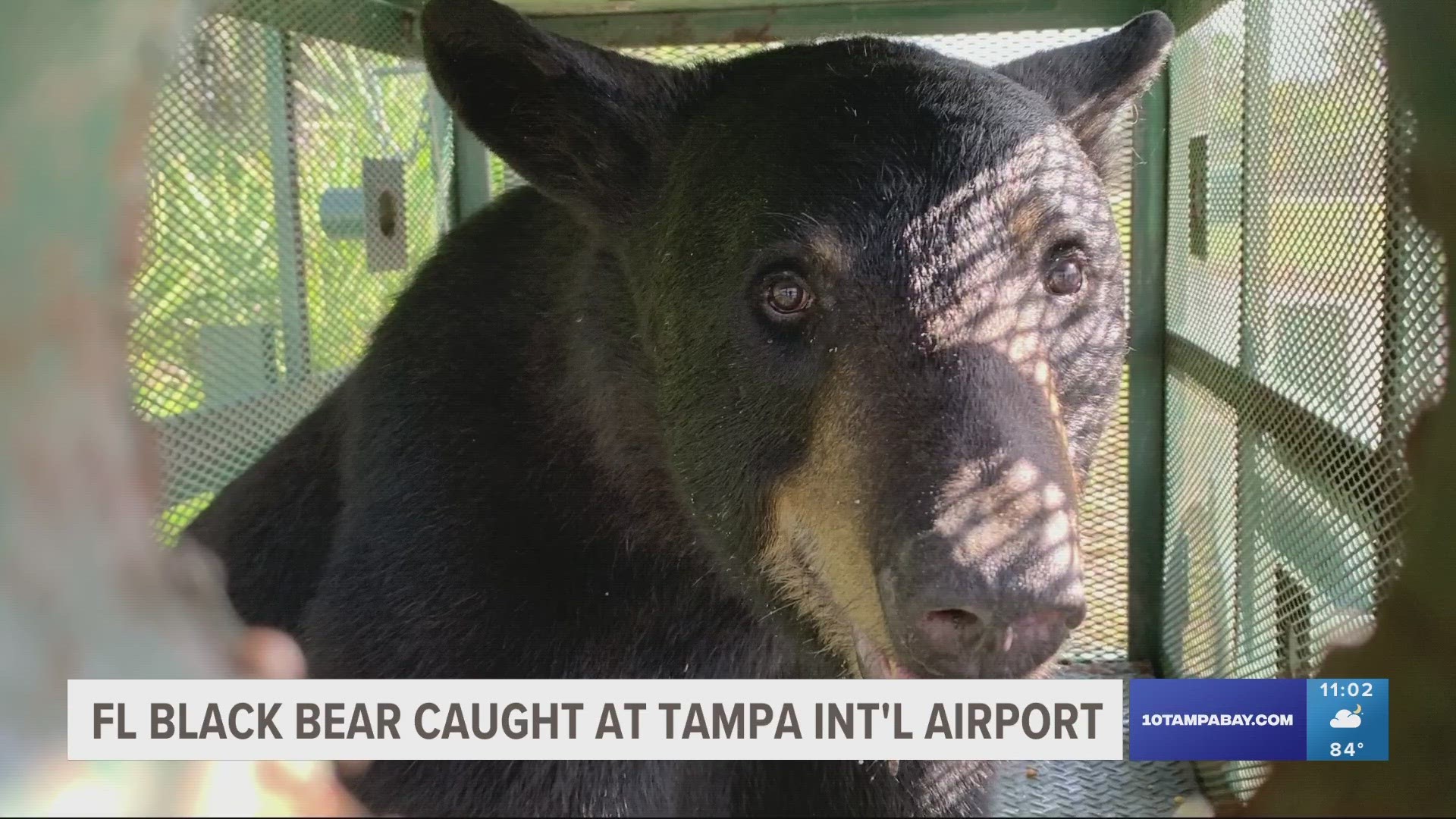 TPA said this is the first time a bear has been caught  on its property.