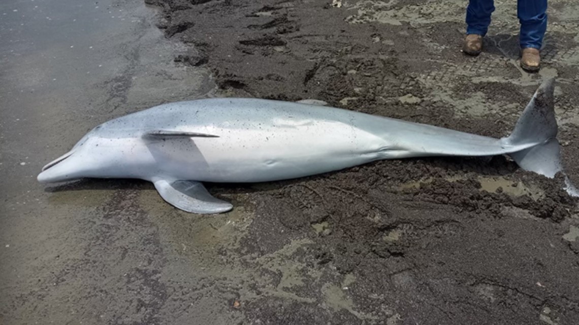 Dolphin washes up on beach with multiple bullets lodged in body - Vimarsana News