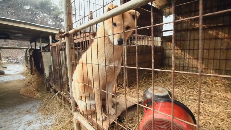 These Dogs Were Rescued From A Horrendous South Korean Dog Meat Farm Now They Re Looking For Their Forever Home In The Dmv Abc10 Com