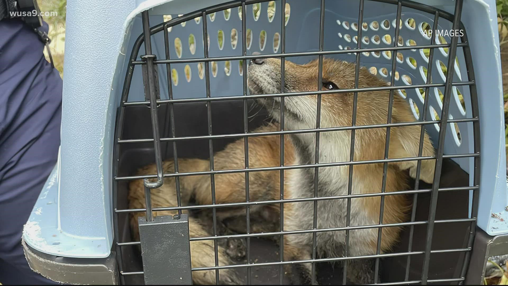 In a tweet Tuesday, U.S. Capitol Police shared pictures of the fox with the caption "captured."