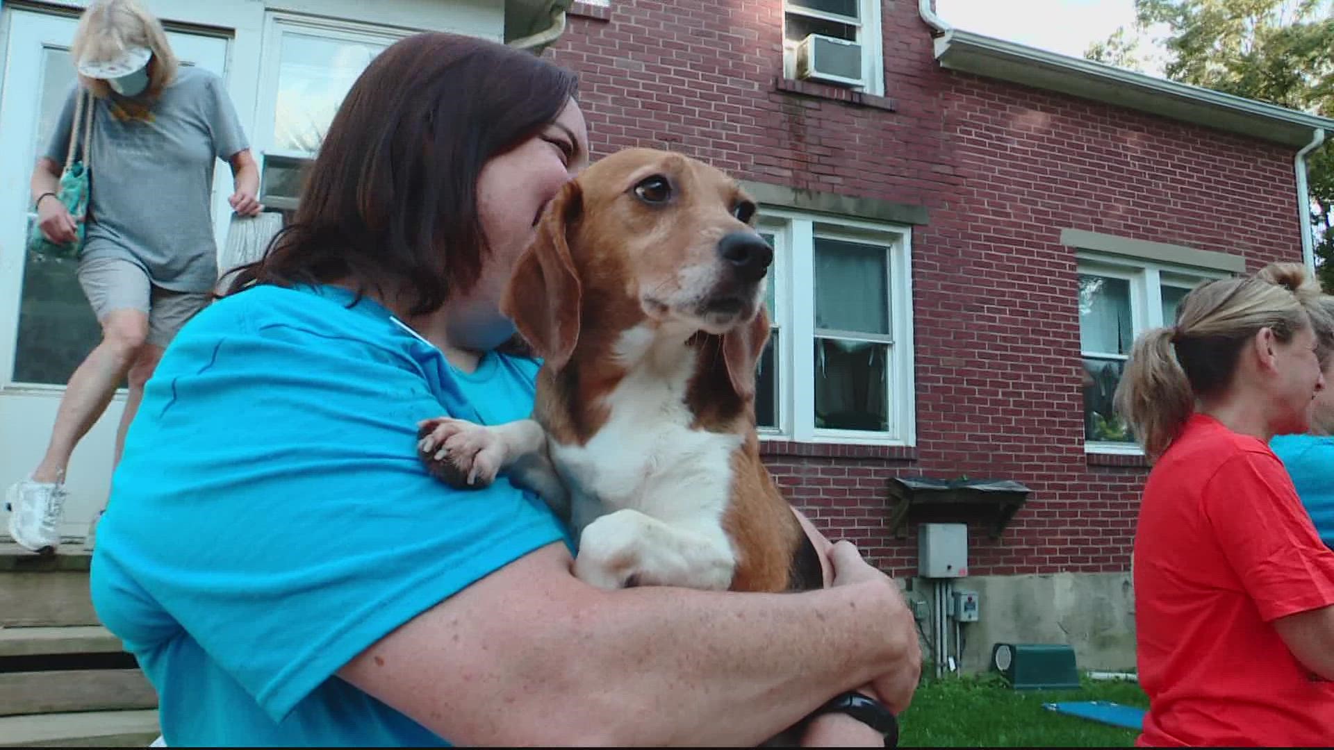 The group is working hard to get beagles into their forever homes.