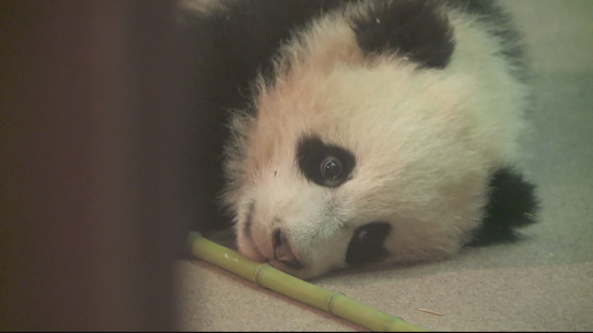 A 50-year history of pandas in the District is coming to a close.