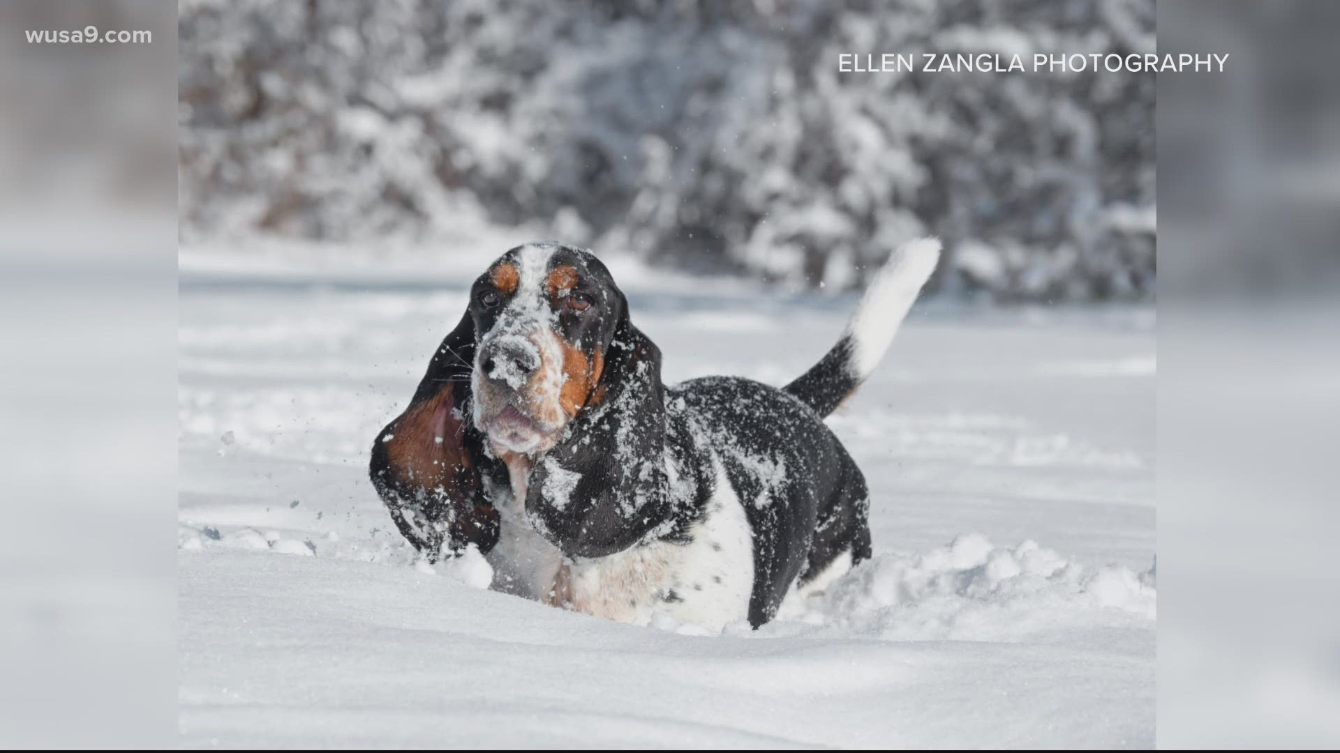 No one has more fun in the snow than dogs.