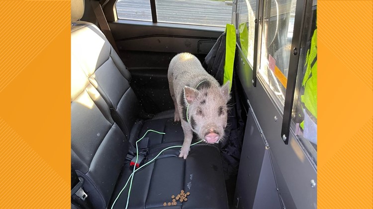 This little piggy did NOT go to market: Deputy in Virginia rescues pig found on the side of the road
