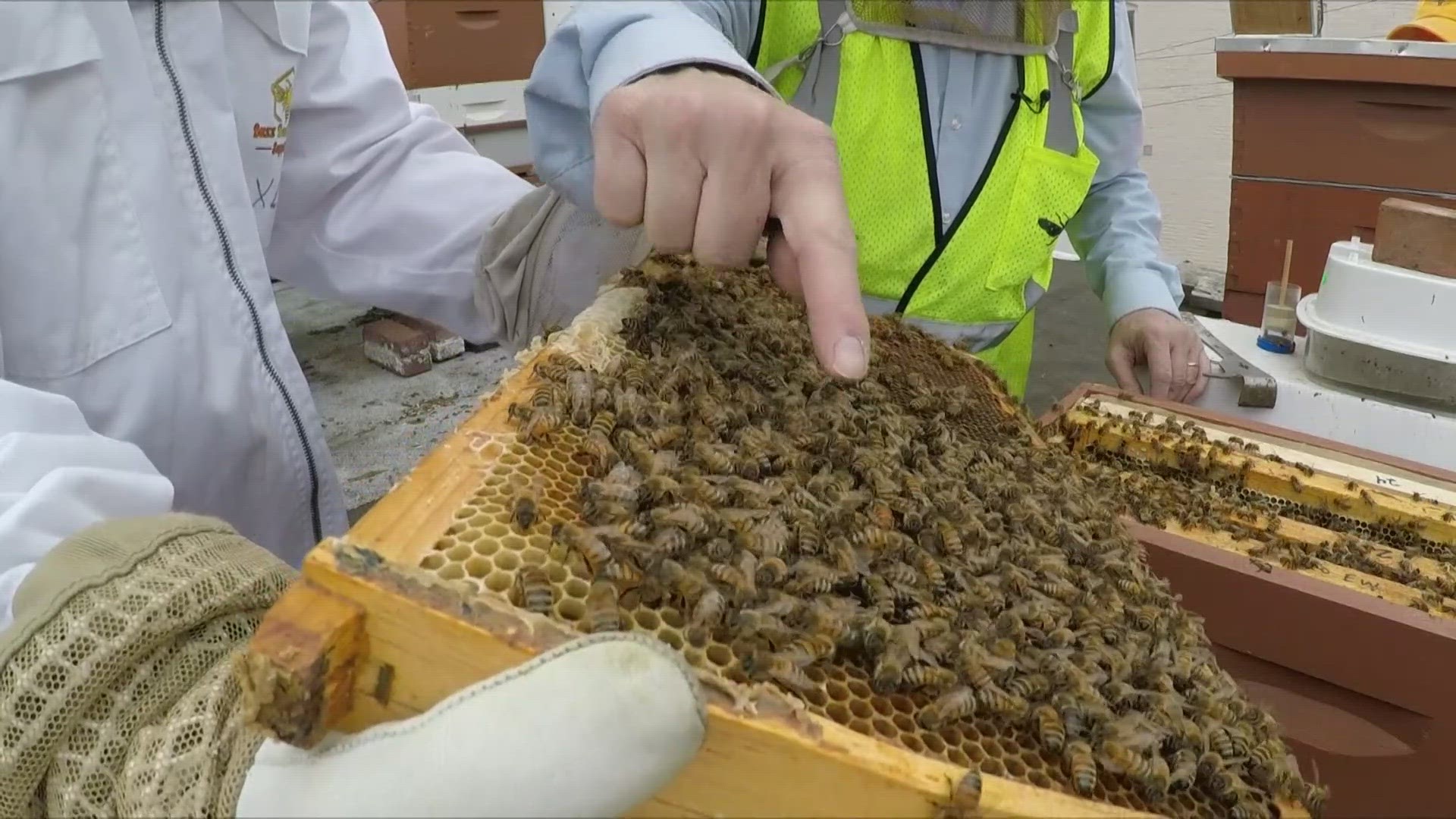 Thousands of people have by now seen a viral video of Voss in Union Market recently calmly scooping bees off of a street post with his bare hands.
