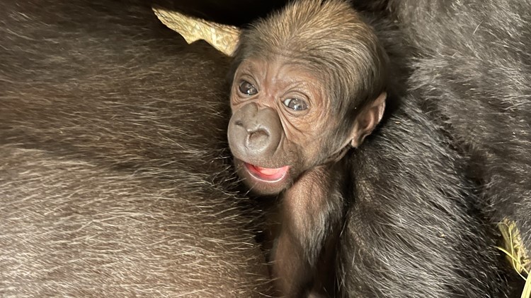 The National Zoo's new baby gorilla needs a name. Here's how you can help